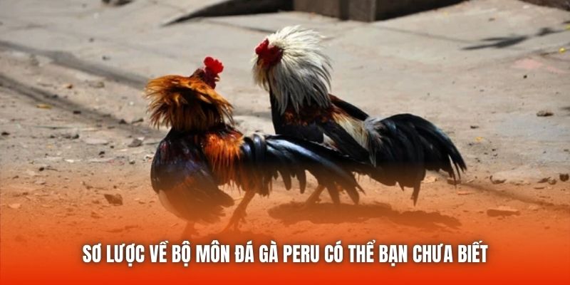 Sơ lược về bộ môn đá gà Peru có thể bạn chưa biết