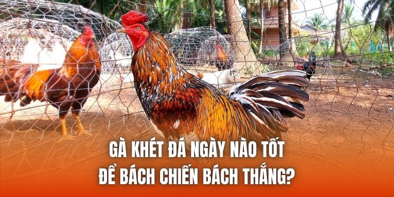 Gà Khét Đá Ngày Nào Tốt Để Bách Chiến Bách Thắng?